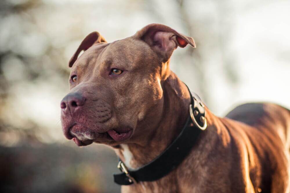 Pitbulls are often included on dangerous dog lists.