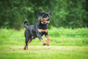 Having a breed of dog that's considered dangerous can affect your home insurance.