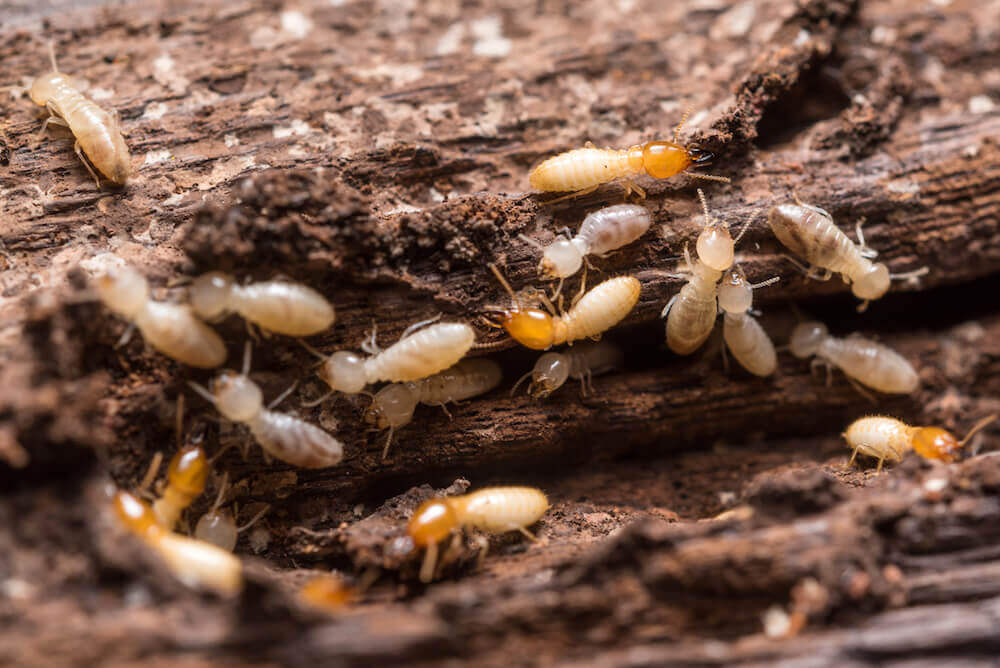 Unfortunately, termite damage is most likely not covered by home insurance.