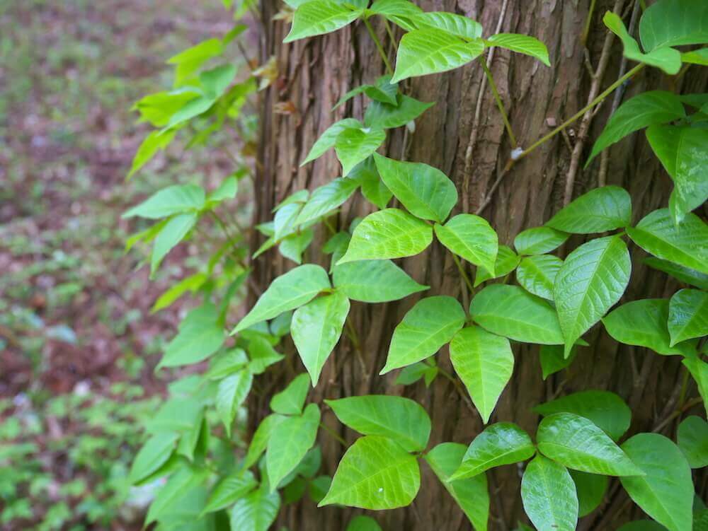Avoid poison ivy - it has three leaves and grows in a vine in Georgia.