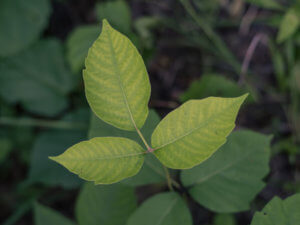 If you're spending time outside, look out for poison ivy.