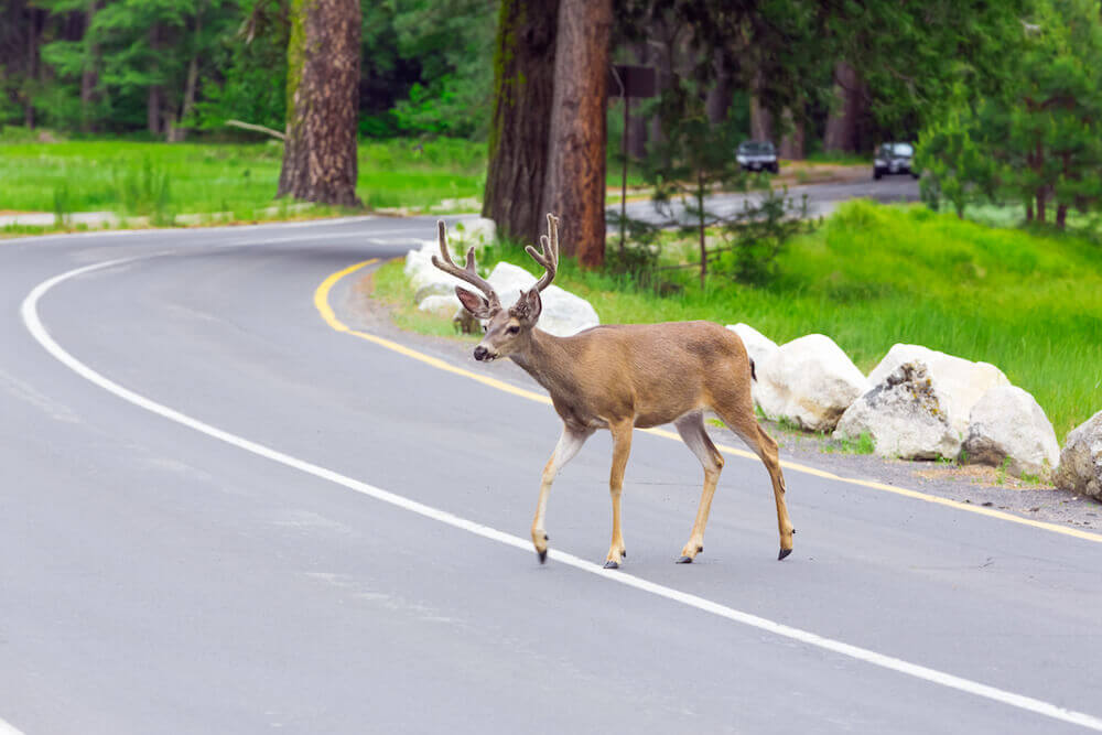 If you only have liability insurance, you wouldn't be covered for hitting a deer.
