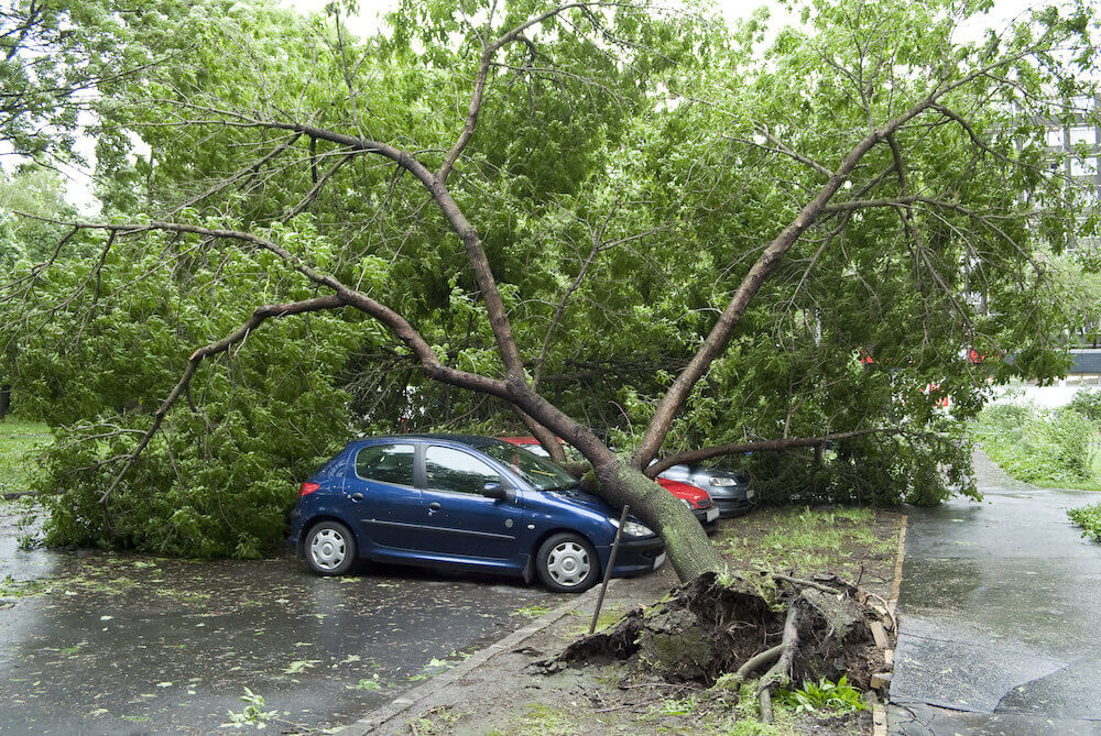 Comprehensive insurance generally covers you if a tree falls on your car.